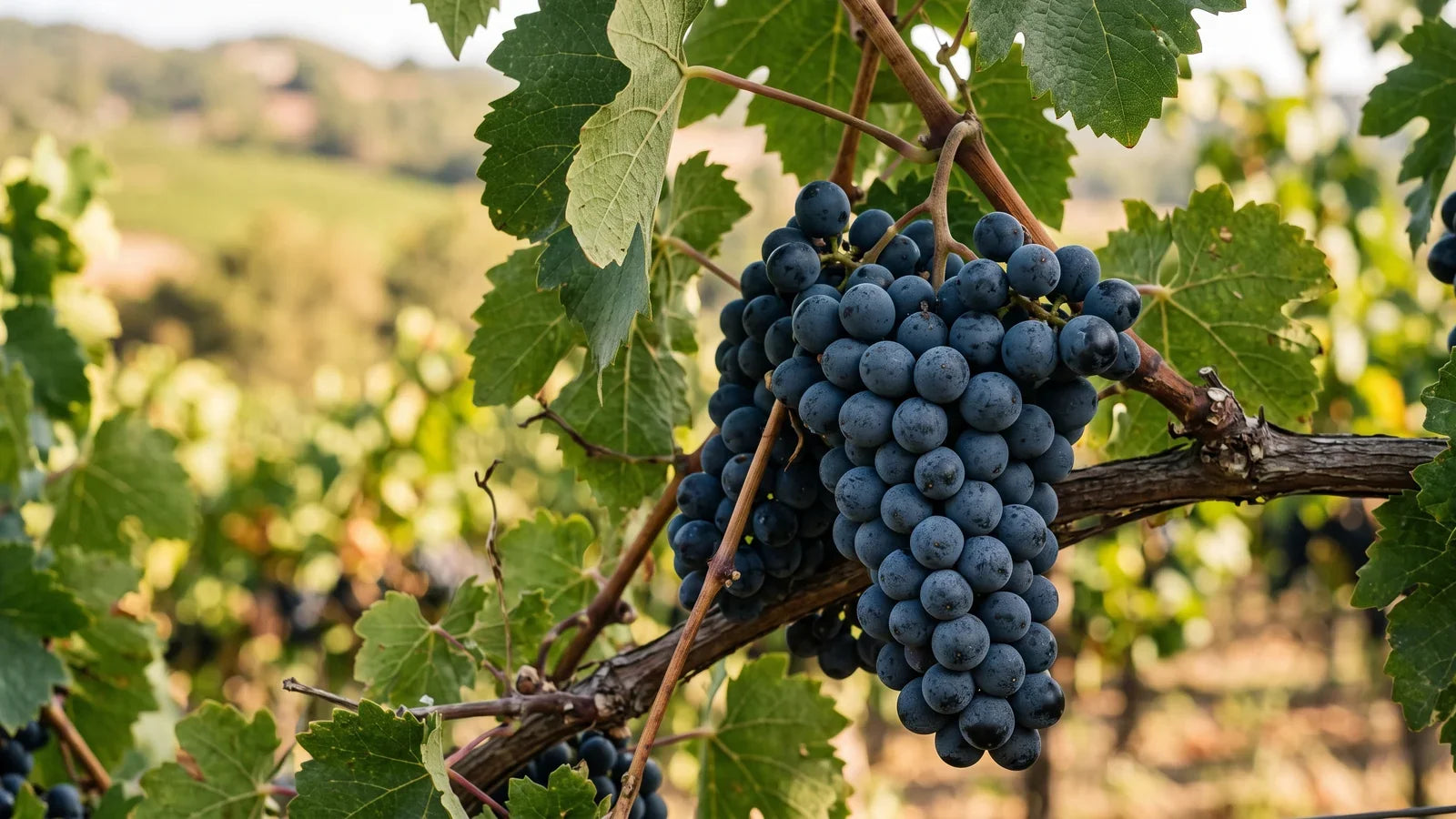 Grapes of the Petit Verdot variety