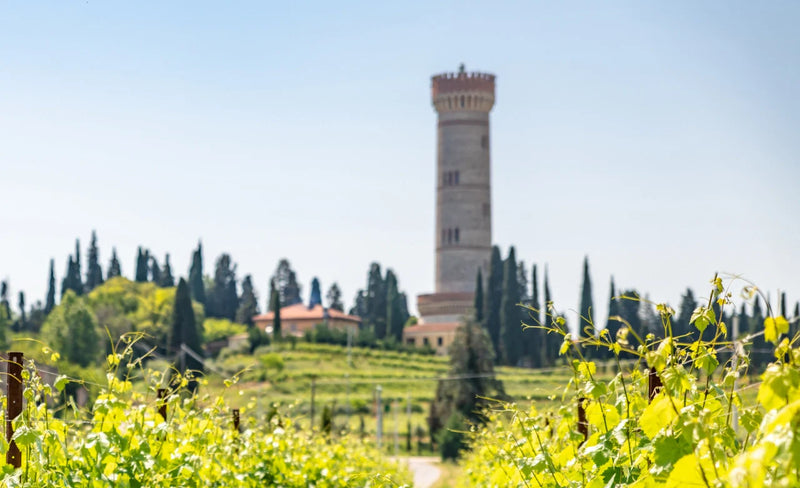 Lieblingswein Lugana bei Vinoscout