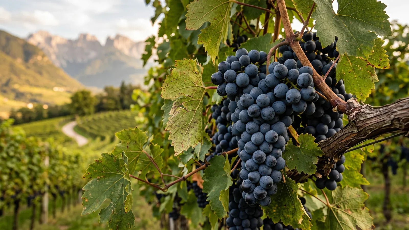 Grapes of the Teroldego variety
