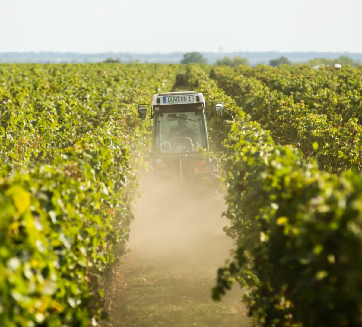 Weingut Studier aus der Pfalz – Weinberge auf 40 Hektar, biologisch bewirtschaftet.