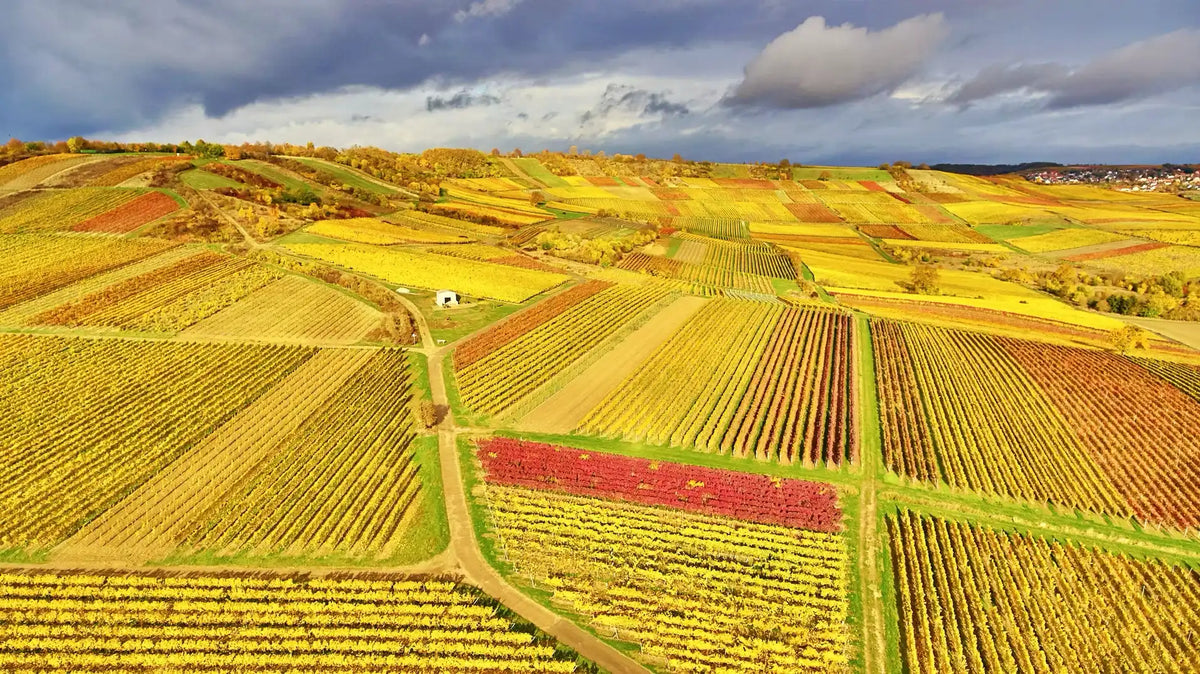 Weingut Krämer am Wißberg in Rheinhessen – Weinberg auf Kalksteinplateau mit Reben.