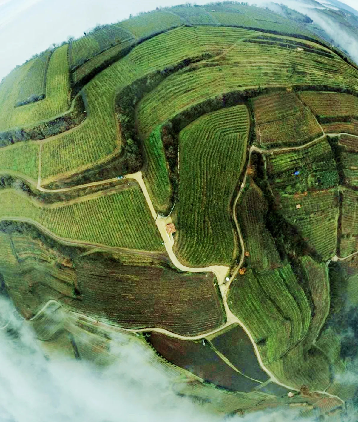 Roberto Anselmi, Winzer aus Monteforte d'Alpone, inmitten seiner Garganega-Weinberge in den Hügeln des Veneto