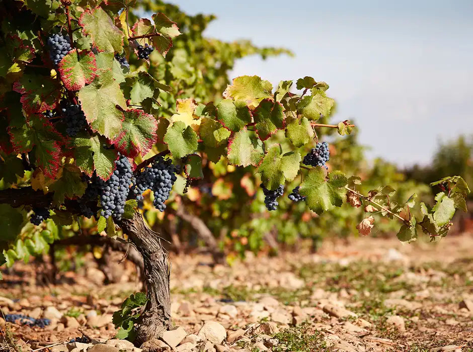 Bodegas Montecillo, älteste Kellerei der Rioja Alta, gegründet 1874 – spezialisiert auf fassgereifte Rioja-Rotweine.