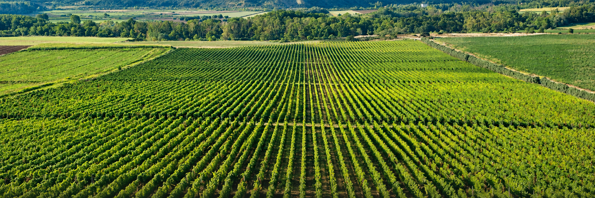 Luftaufnahme der Weinberge von Bodegas Agronavarra in Navarra mit gleichmäßigen Rebreihen und Waldrand.