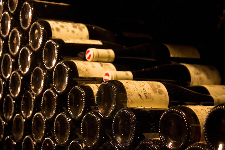 Weingut Bründlmayer aus dem Kamptal – Banner mit Weinbergen und Rebsorten wie Grüner Veltliner und Riesling.