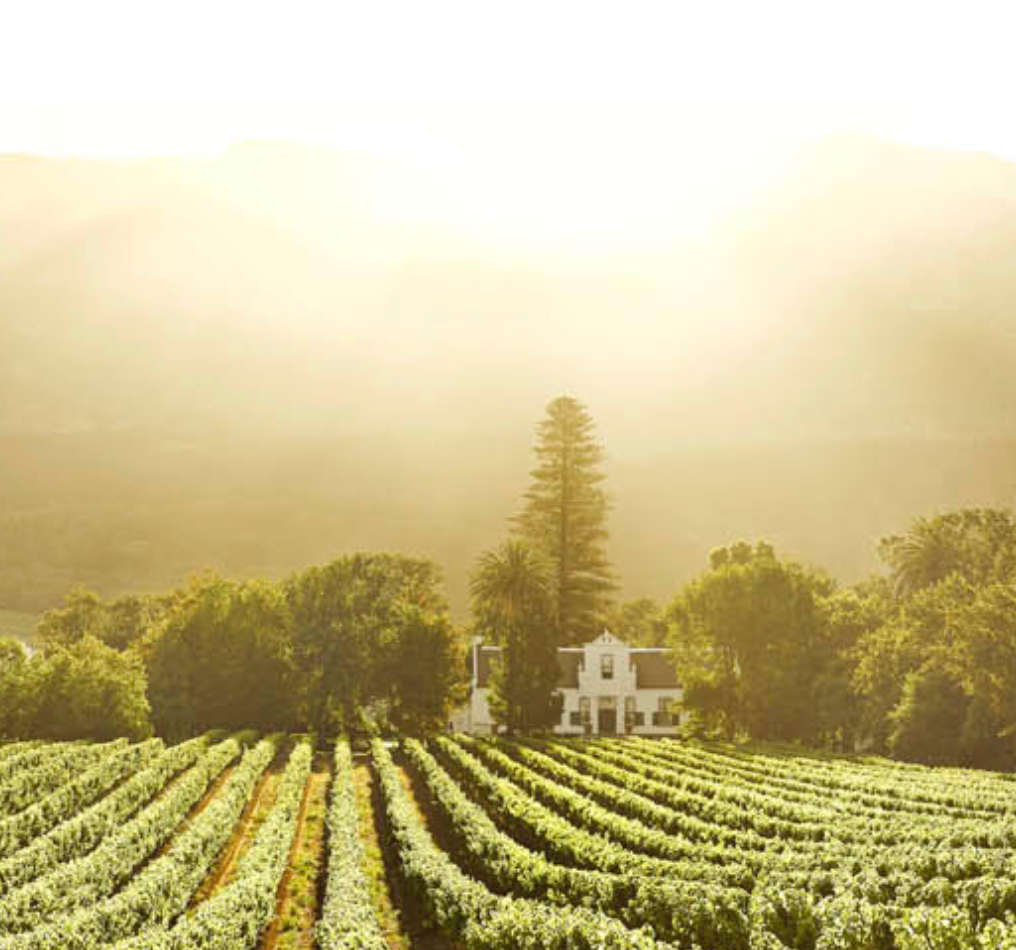 Weingut Buitenverwachting in Constantia, Südafrika – historisches Anwesen mit Weinbergen nahe Kapstadt