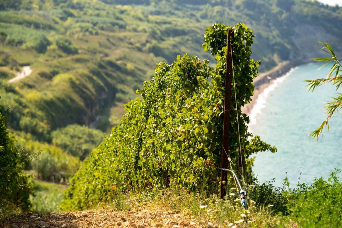 Caldora Vini Winery – Titelbild
