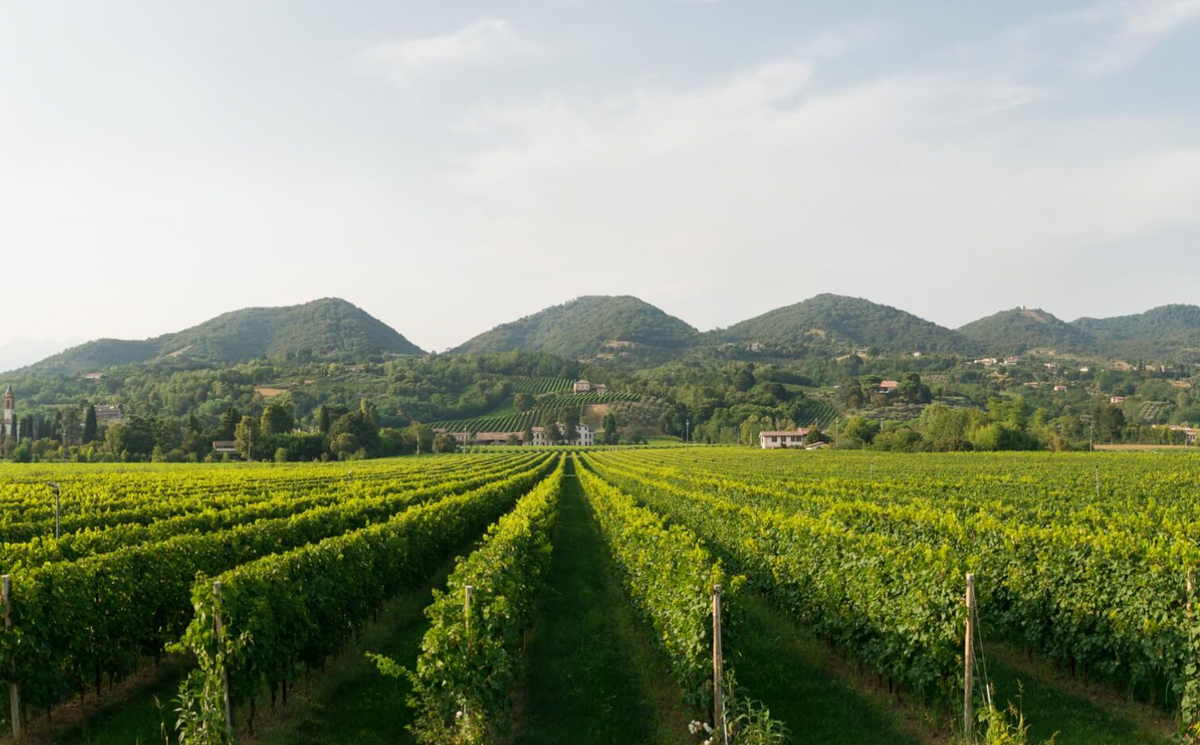 Cantina Montelliana: Weinberge der italienischen Winzergenossenschaft in den Hügeln des Veneto