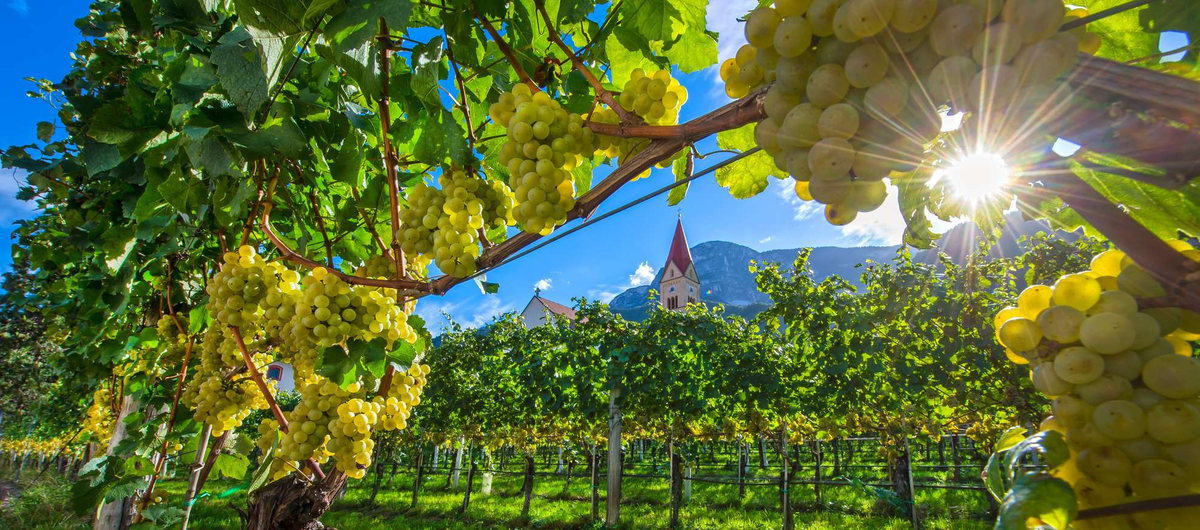 Cantina Andrian Weingut in Südtirol – Kellerei mit alpinen Lagen, mineralischen Böden und langer Tradition