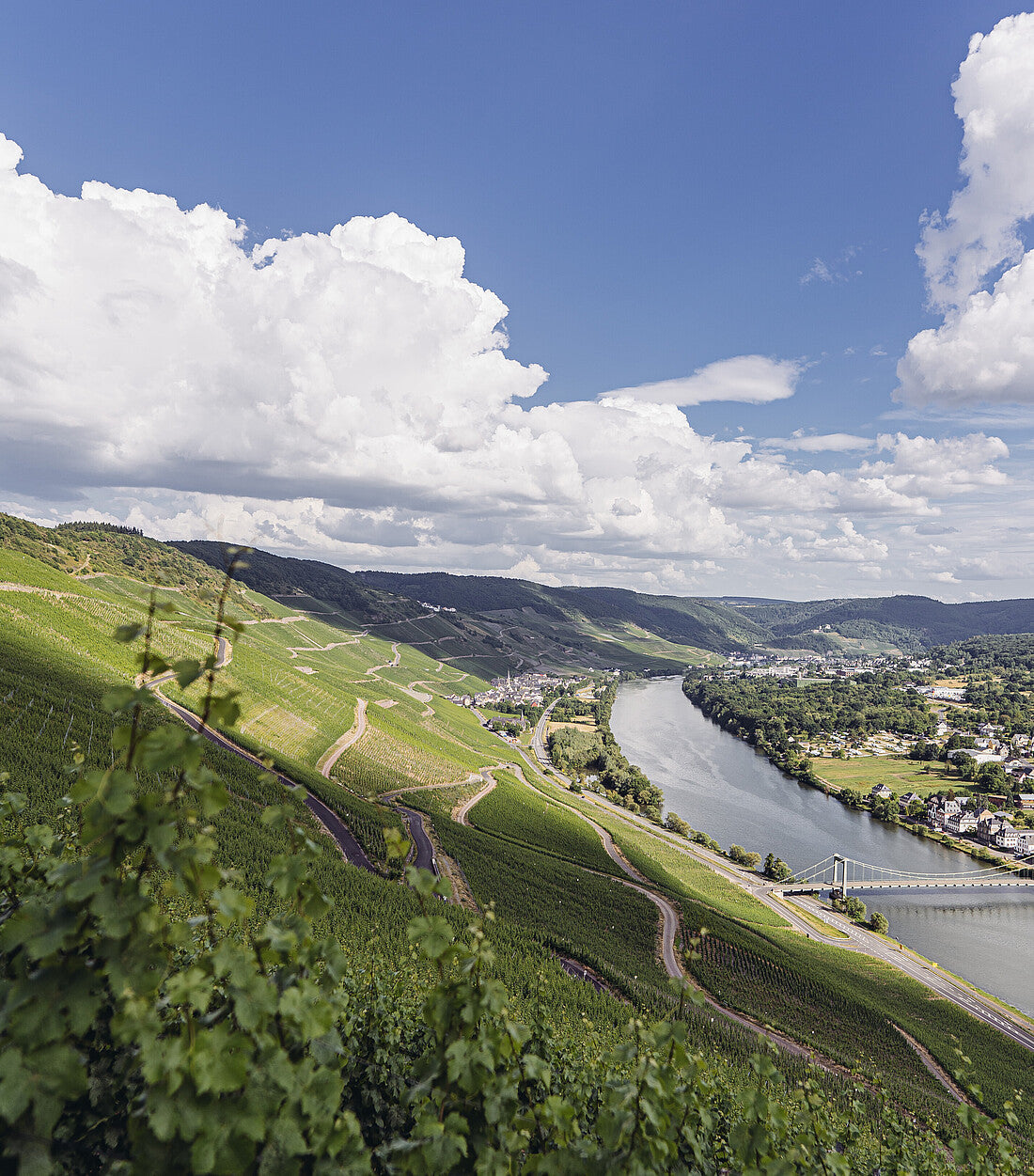 Weingüter Geheimrat J. Wegeler – Familienbetrieb in Rheingau und Mosel, bekannt für Rieslinge seit über 140 Jahren.