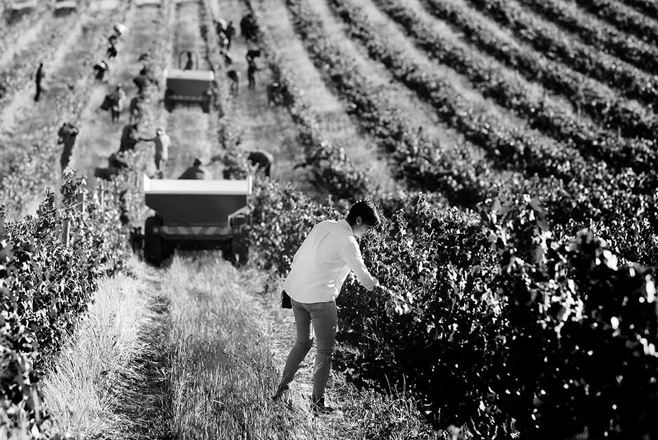 Delheim Weingut am Simonsberg, Südafrika – südafrikanische Weine mit deutschen Wurzeln