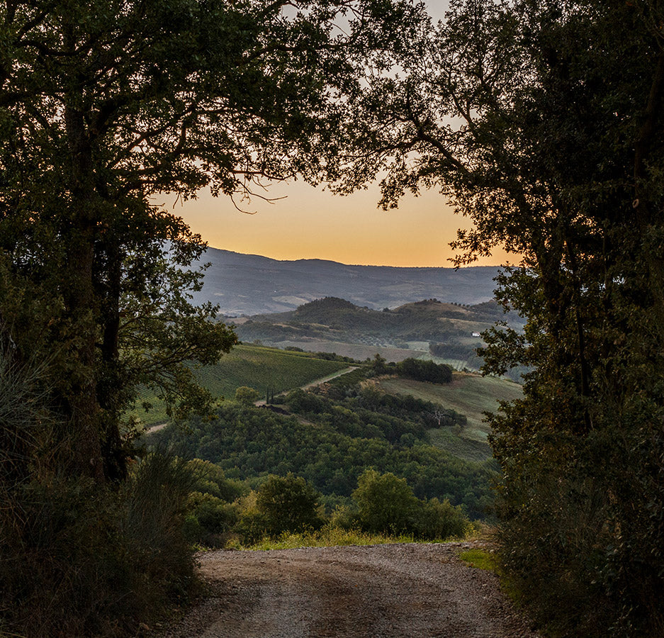 Castello Colle Massari, toskanisches Weingut in der Maremma mit 120 Hektar Weinbergen am Monte Amiata.