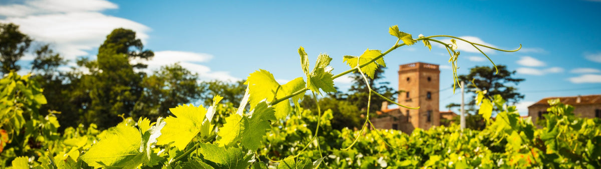 Domaine Lafage – Familienweingut im Roussillon seit über 200 Jahren, geführt von Jean-Marc und Eliane Lafage.