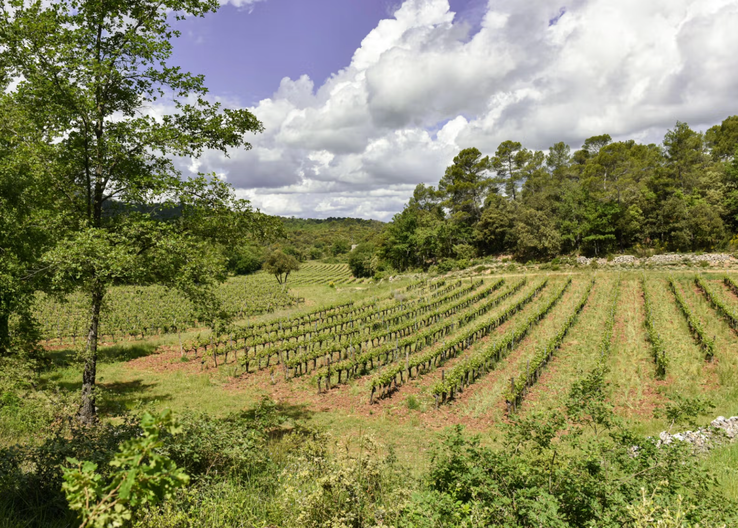 Weinberge Mira Luna Provence