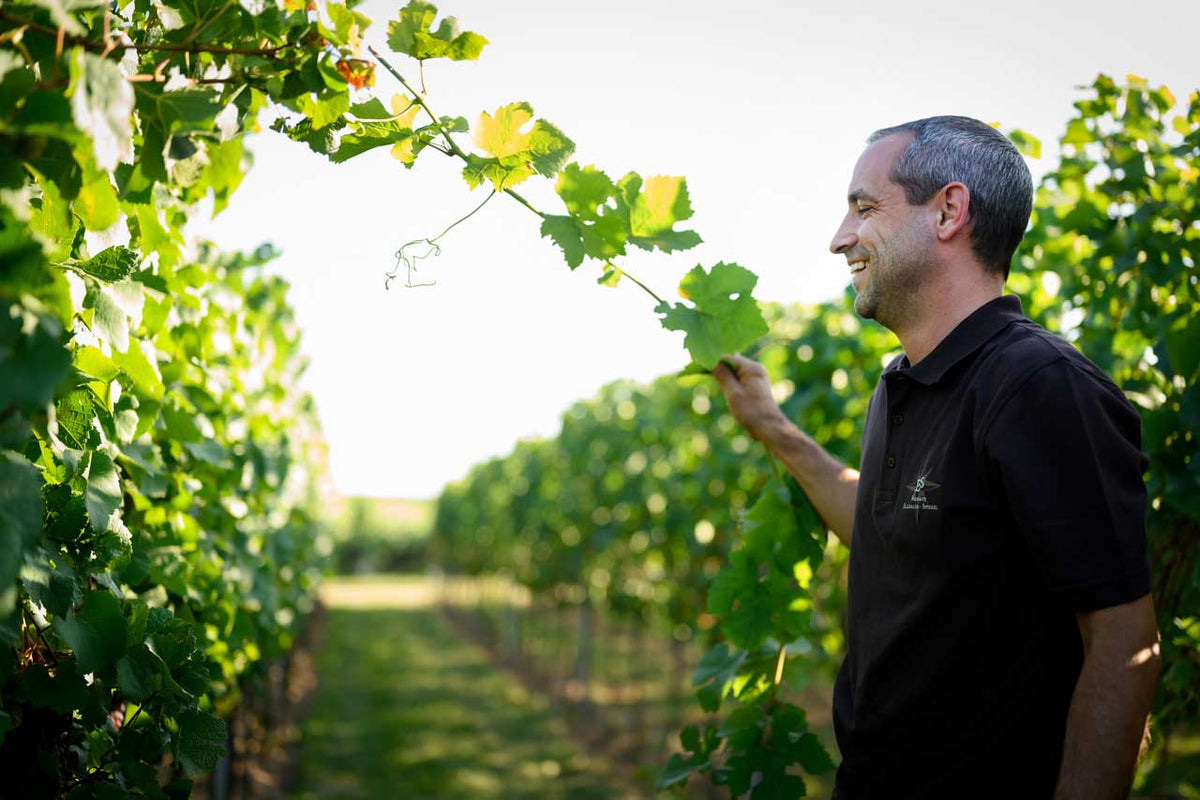 Weingut Ellermann-Spiegel aus der Pfalz – Weinberg und Landschaft zwischen Pfälzerwald und Rheinebene