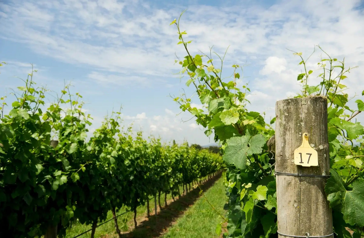 Feudi di San Marzano, apulisches Weingut, bekannt für Primitivo und Negroamaro aus Süditalien.