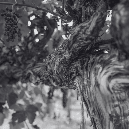 Heartland Wines – Titelbild