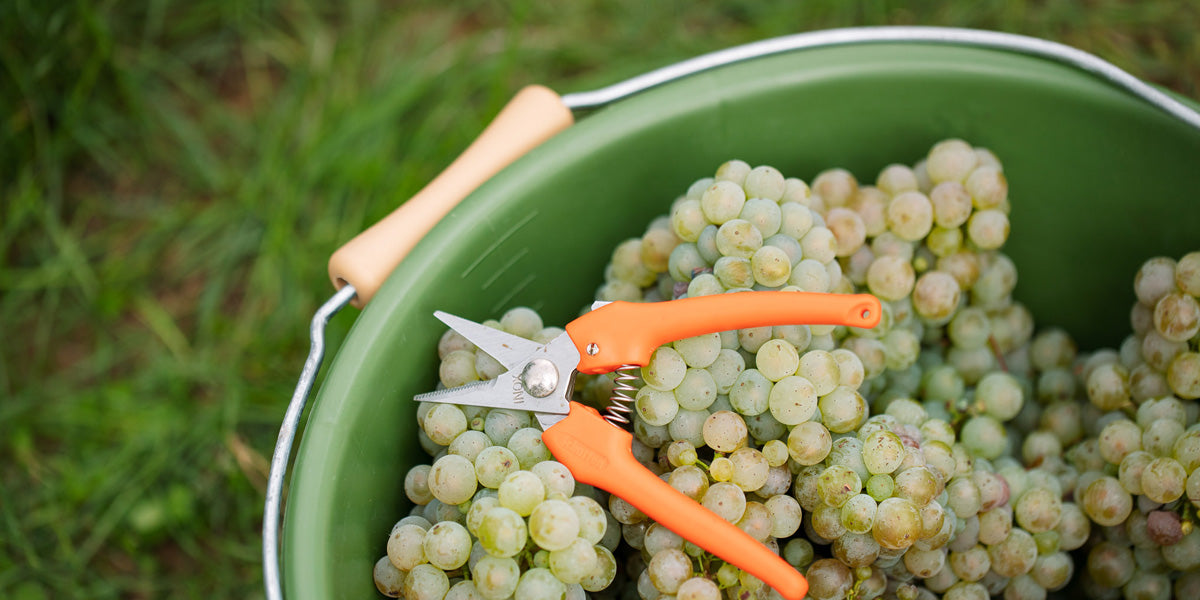 Karl Pfaffmann Weingut aus der Pfalz – Riesling, Grauburgunder und Spätburgunder in traditioneller Weinbereitung.