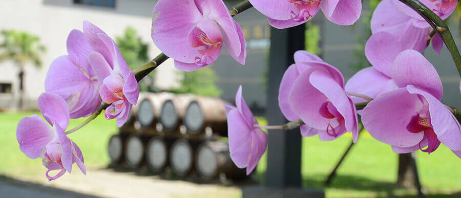 Kavalan Destillerie-Banner: Taiwanesische Whisky-Brennerei Kavalan