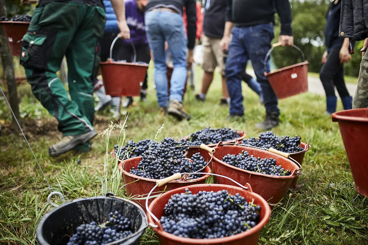 Weingut Klumpp in Bruchsal – Weinberge mit Muschelkalk-Böden, bekannt für Burgunder aus biologischem Anbau in Baden.