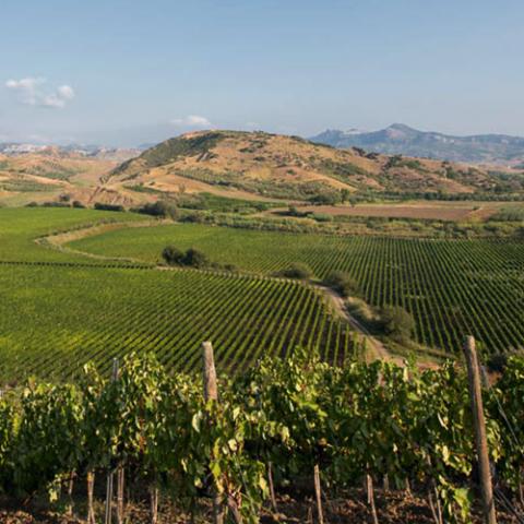 Librandi Weingut Kalabrien – Weinberge zwischen Ionischem Meer und Sila-Bergen, Symbol der Agave im mediterranen Licht