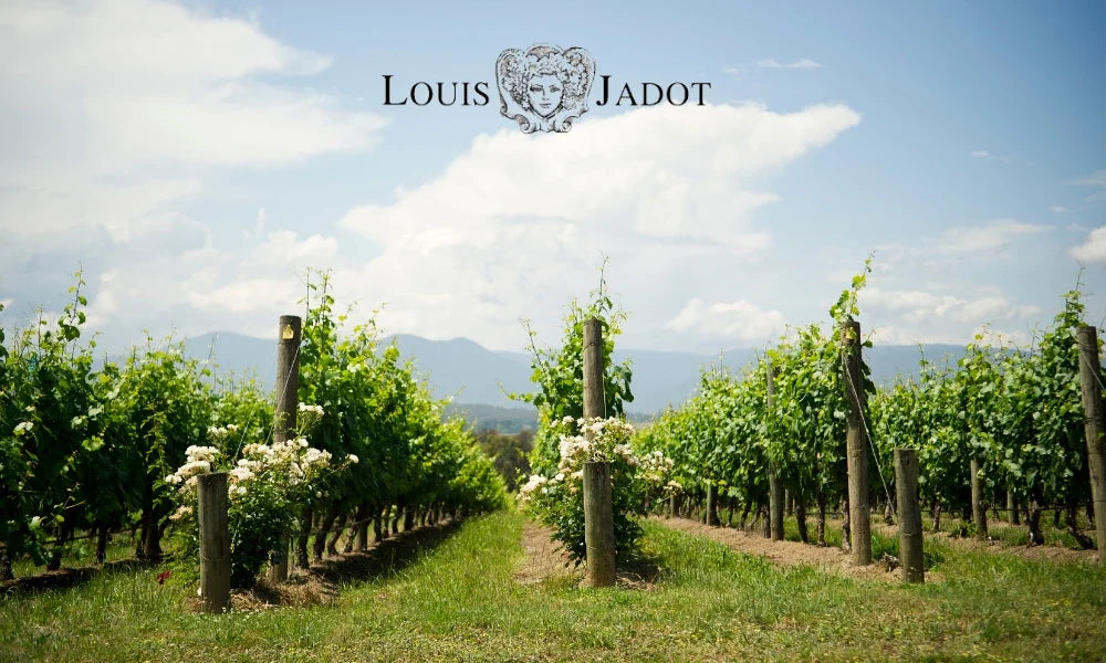 Louis Jadot – Weingut aus Burgund, bekannt für Chardonnay und Pinot Noir aus Grand Cru- und Premier Cru-Lagen