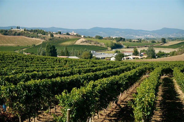 Domaines Paul Mas – Weingut im Languedoc, Südfrankreich, gegründet von Jean-Claude Mas