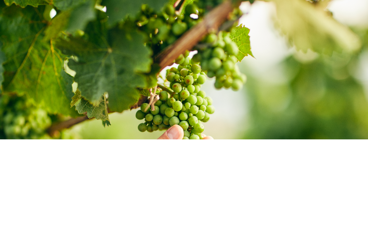 Weingut Spreitzer im Rheingau: historisches Anwesen mit Rebflächen direkt am Rhein.