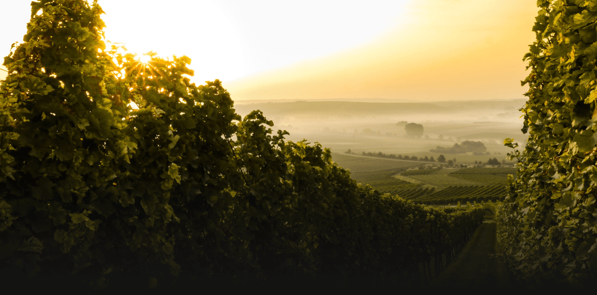 Tempus Two Weingut im Hunter Valley, Australien – modernes Gebäude inmitten grüner Weinberge in Pokolbin