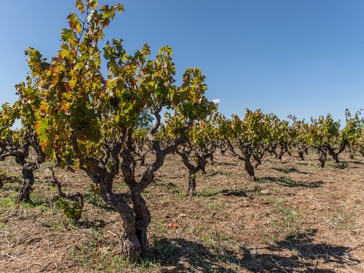 Vigneti del Salento, apulisches Weingut in Italien mit Rebsorten wie Negroamaro, Primitivo und Merlot.