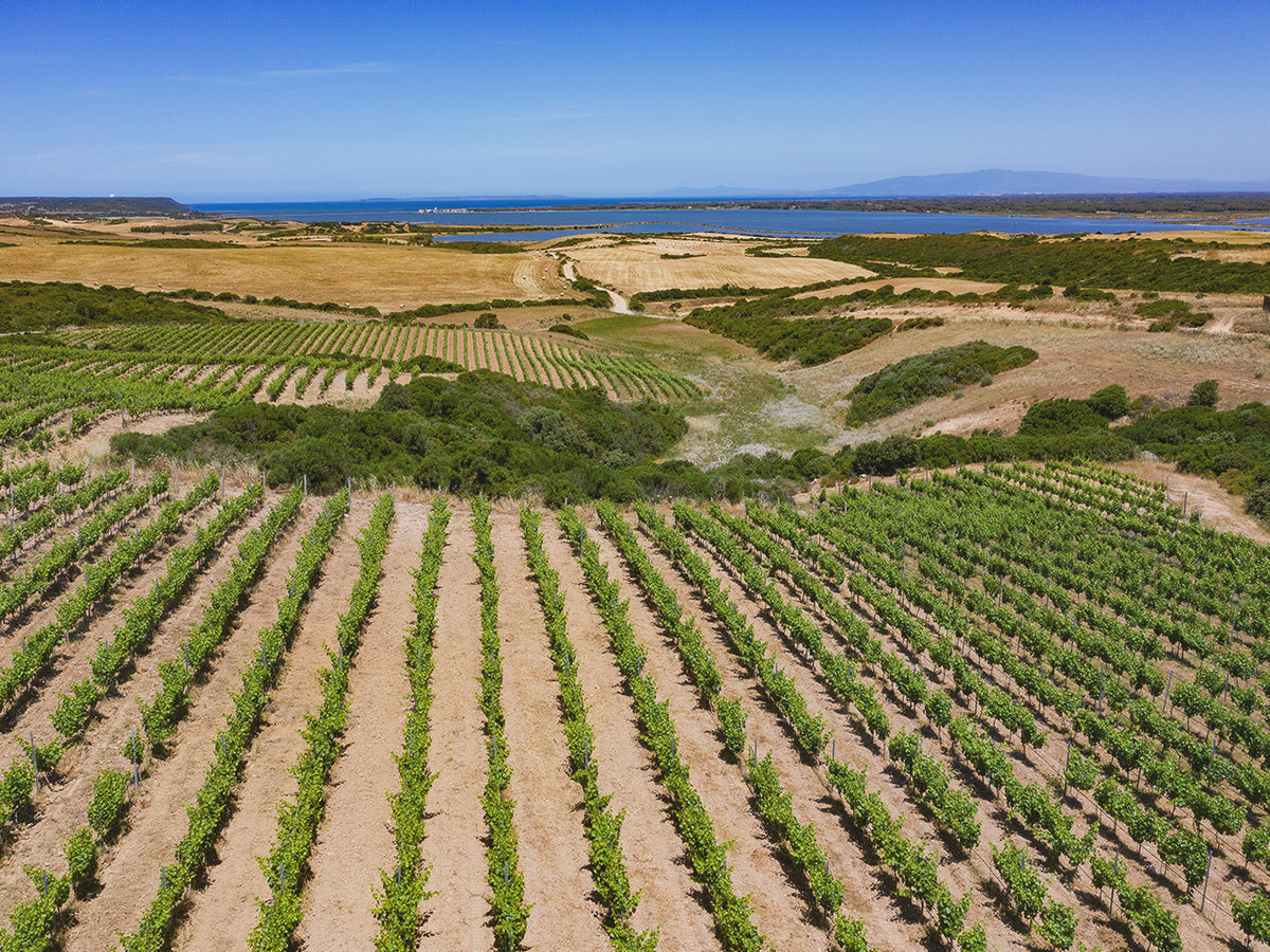 Tenuta Atzei Vini: Weinberge am Vulkan Arci in Sardinien, Weingut von Vini Fantini und lokalen Winzern in Mogoro.