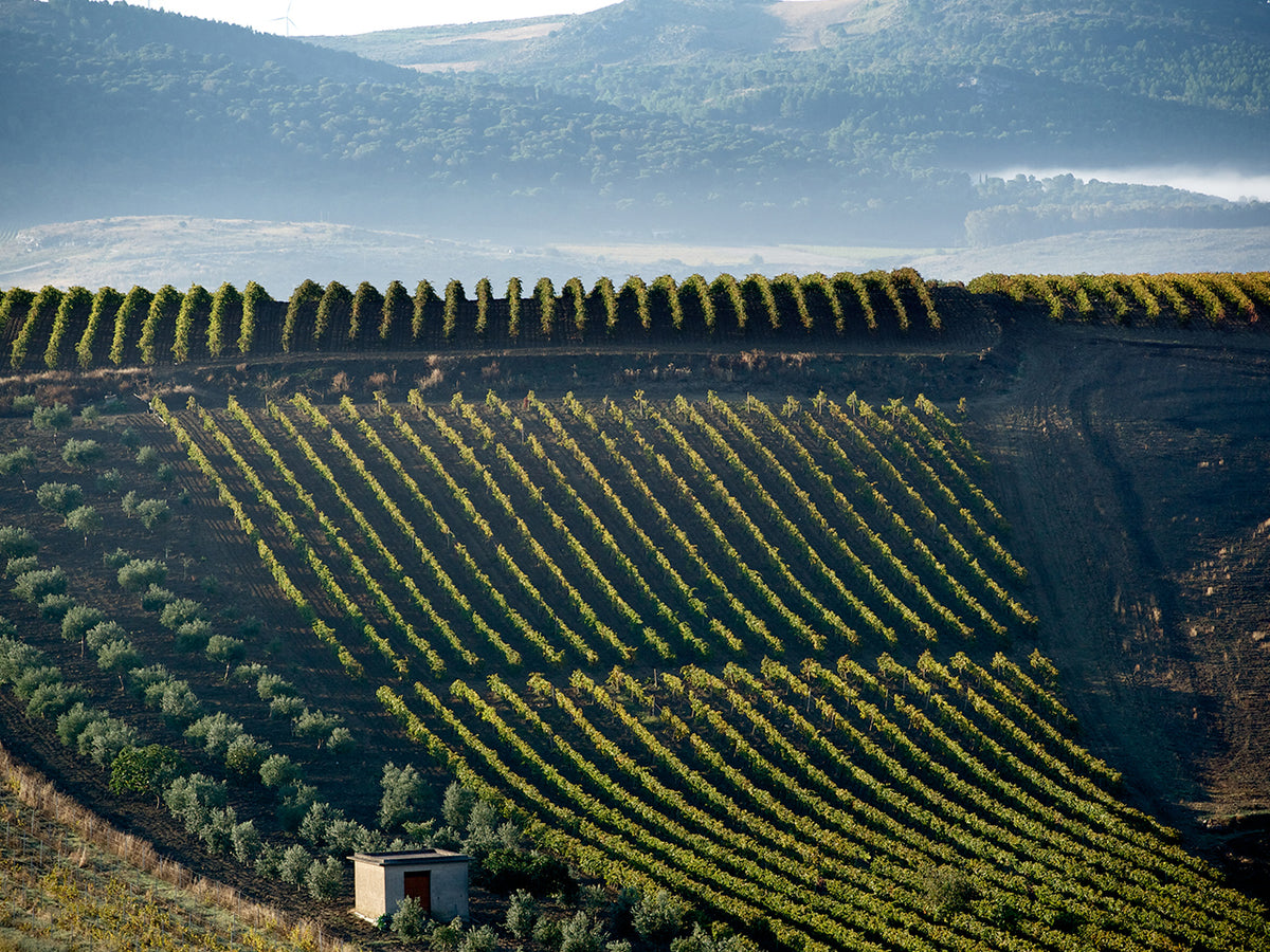 Vigneti Zabù – Weingut aus Sizilien, bekannt für Nero d'Avola und Grillo auf mineralreichen Böden