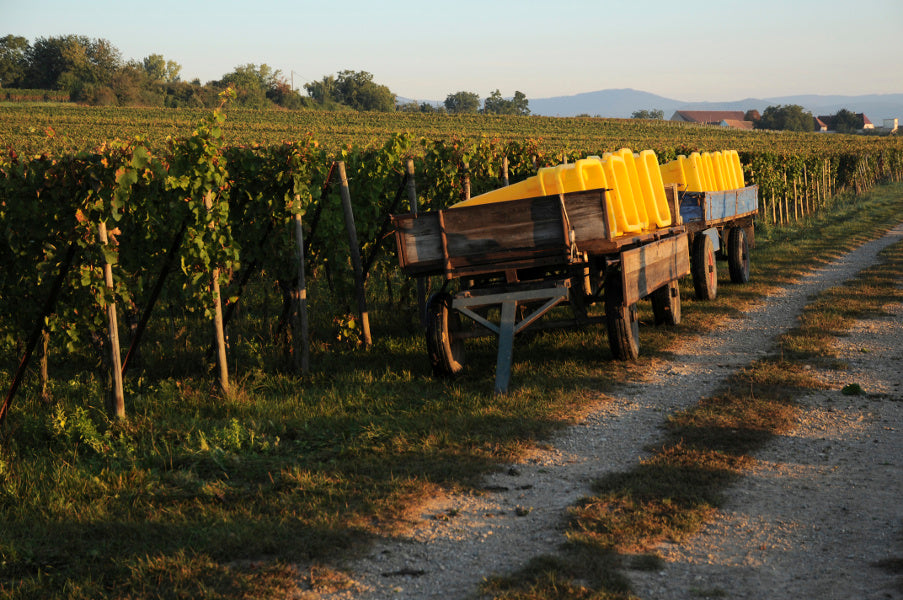 Wolfberger Weingut aus dem Elsass – Hersteller elsässischer Weine mit über 100 Jahren Tradition.