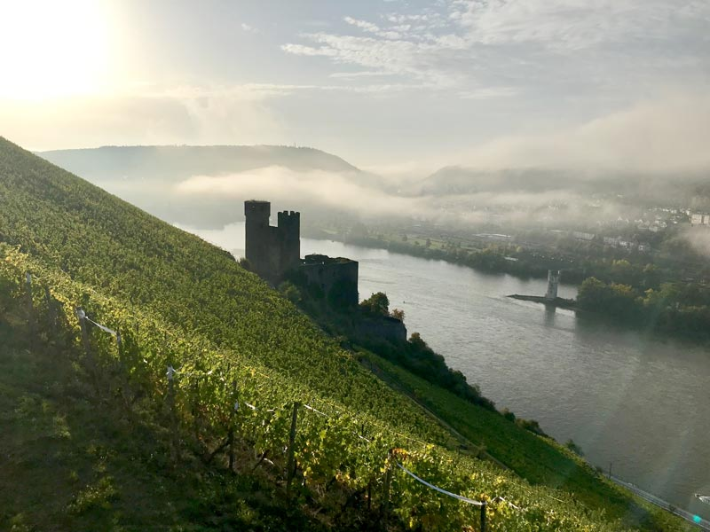 Weingut Künstler in Hochheim im Rheingau – Weinberg mit Rebflächen des traditionsreichen Familienweinguts