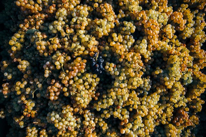 Weingut Philipp Kuhn aus der Pfalz – Hersteller von Riesling, Weißburgunder und Spätburgunder.