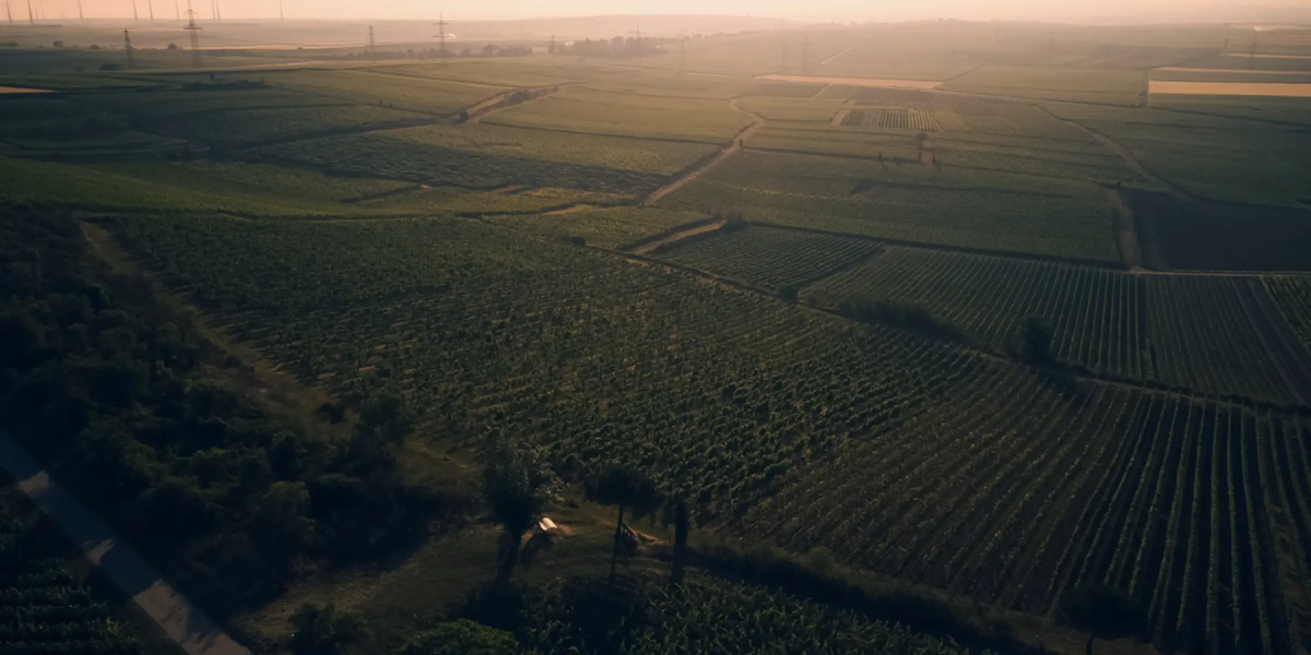Weingut Wittmann, Westhofen/Rheinhessen: familiengeführtes Weingut mit biodynamischem Anbau und VDP-Großen Lagen.